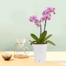 一枝 蝴蝶兰 圣地亚哥Santiago 2梗蝴蝶兰盆栽花卉兰花办公室室内客厅绿植带花条纹粉带瓷盆白色圆盆