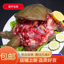 【顺丰快递】现杀外塘野养甲鱼 老鳖 王八真空包装 彼尔安佳 外塘散养甲鱼(青黄背)整只 【顺丰】1斤现杀真空包装