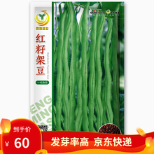 凤鸣雅世 四季豆种子蔬菜种子 春季秋冬四季菜种子盆栽豆角籽 蔬菜种籽 红籽架豆王种子500克VIP价格