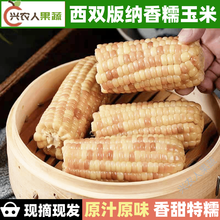 云南西双版纳香糯小玉米 新鲜现摘 甜糯玉米棒 代餐苞谷 真空包装 4斤(约10-13个) 简装