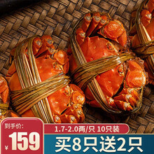 【现货】今锦上 六月黄鲜活大闸蟹  现货实物 螃蟹礼盒 海鲜水产 1.7-2.0两/只 10只装