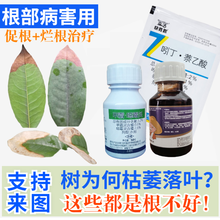 桂花树叶子枯萎专用药 枯萎病烂根腐灵 幸福树灌根药烂根急救树叶树根杀菌剂 救罗汉松需要什么药？ 120毫升（盆栽用）