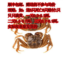 现货大闸蟹鲜活小螃蟹一元蟹0.3-2.6两河蟹小闸蟹发财蟹水产海鲜 一元公20加10只