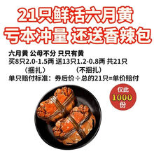 【活蟹】大闸蟹公母螃蟹鲜活六月黄特大活体 罗菲迪新 买8只加13只共21只