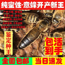 意蜂蜂王 蜂王意蜂蜂王意大利蜂王意蜂新产卵王意蜂生产王意蜂种王喀尔巴阡 松丹二号产卵王