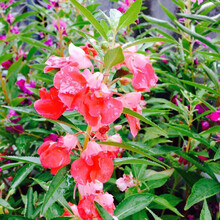 芳东 菊花种子波斯菊花种子格桑花种籽子四季开花易活花籽庭院室外花卉野花组合绿化工程种子/凤仙花种子250g