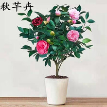 秋芊卉 四季茶花带花苞香妃山茶花盆栽 浓香庭院冬季耐寒花卉好养易活室内阳台常青植物 五色赤丹五年苗（当年开花）