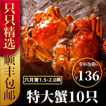 六月黄大闸蟹8-16只【包活-顺丰冷链】舔鲜生鲜螃蟹活体实物河湖蟹清水大闸蟹 【只只带黄】12只装(2.0-1.5两)