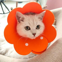 伊丽莎白圈猫咪项圈卡扣脖猫伊利沙白宠物狗狗头套防咬防舔耻辱圈 橙色卡扣款 xs(0-1斤)