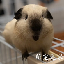 泰迪è·å
°çª ä»·æ ¼ å¾ç å