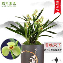 刘阁兰花苗 建兰矮种荷瓣珍品 君临天下 现带花苞 兰草室内绿植花卉盆栽 3苗连体带花