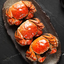 【活蟹】大闸蟹特大鲜活淡水公母蟹六月黄大螃蟹海鲜水产蟹类 普米加罗 六月黄(2.5-2.9两)6只