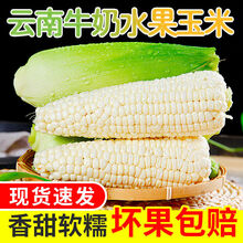 云南白糯玉米棒当季现摘现发新鲜农家自种嫩包谷带壳黏粘玉米蔬菜 白糯玉米9斤