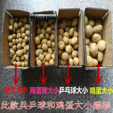 2021河南新鲜土豆马铃薯新鲜蔬菜农家肥现挖现发5斤9斤 5斤混选黄心土豆【中果】