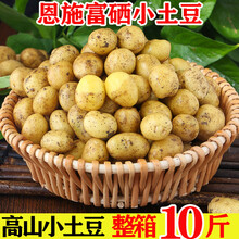 恩施新鲜小土豆 云南红皮黄心小土豆 迷你马铃薯大蔬菜洋芋 黄皮小土豆 5斤