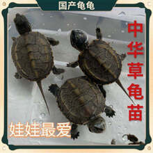 包活外塘大甲鱼活体生态放养外塘王八中华珍鲁赤尔老鳖团水龟甲鱼 1只小乌龟