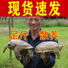 公雄大甲鱼鲜活活体食用团鱼海鲜鲜活王八中华鳖营养老鳖 诺斯食美 2.5斤(2.5-2.2)