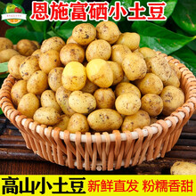 恩施土豆 现挖新鲜土豆3 /5 /10斤小土豆农产品黄心马铃薯大蔬菜洋芋 1500g