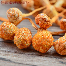 大孢子头虫草花干货 煲汤材料一1斤500g蛹虫草金虫草