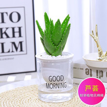长寿花发财树九里香虎皮兰文竹大叶金钻芦荟栀子花花卉盆栽文竹水培植物盆栽花卉室内盆景绿植吊兰海棠 【单盆】芦荟 带盆栽好发货