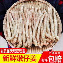 四川生姜仔姜新鲜子姜鲜姜红芽姜小仔姜当季农家现挖 小姜芽3斤