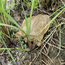 甲鱼 2斤外塘大甲鱼活体生态王八中华鳖老鳖苗团鱼 黄皮甲鱼 【2斤装】