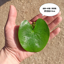 采缇 鱼缸造景水生植物一叶莲碗莲水培铜钱草迷你绿植创意盆栽 迷你一叶莲一片 送瓢虫1只 不含盆