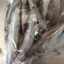 新鲜速冻满籽多春鱼带籽全籽多春鱼柳叶鱼烧烤食材托盘装 2斤装10-12厘米