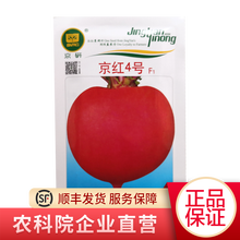 京研 萝卜种子 心里美 天津沙窝萝卜 水果萝卜 樱桃萝卜 白萝卜水萝卜 胡萝卜 萝卜种籽 蔬菜籽 京红4号 25克