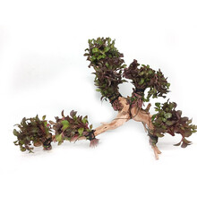 美人雾 沉木水草 活水草鱼缸造景套餐用品水族箱装饰鱼缸 红玫瑰6头沉木 