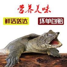 【冷藏发货】甲鱼放养活体王八生鲜活农家中华老鳖特产  科德雅菲 3.5斤青黄老鳖