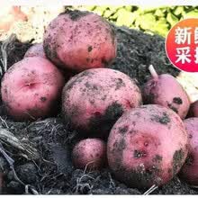 云南新鲜红皮黄心土豆农家自种大中小土豆马铃薯现挖现发精选土豆 大果2斤装