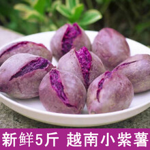 梓乐果 5斤紫薯越南小个紫薯新鲜沙地红薯新鲜农家现挖自种番薯红薯地瓜 5斤 中果