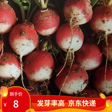 凤鸣雅世  樱桃萝卜种子小红水果春季秋四季播蔬菜种孑 阳盆栽蔬菜种籽 红樱桃萝卜种子迷你水果萝卜种籽 蔬菜种籽 花脸小萝卜种子 10克