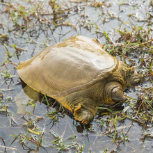 甲鱼活体甲鱼团鱼生鲜活水产王八散养中华鳖 1.8-1.5斤 放养甲鱼