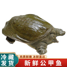 【冷藏发货】甲鱼活体生鲜水产龟王八散养中华鳖批发 米金船卡 1.5-1.3斤 生态老鳖