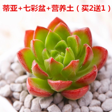 多肉植物新款套餐萌肉肉组合盆栽含盆带土多肉一箱花卉盆栽 蒂亚+七彩盆+营养土(买2送1)送的随机发 含盆