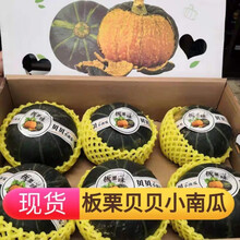 正宗贝贝小南瓜迷你粉糯香甜老南瓜 3斤精品装(3-7个)