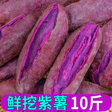 娇瑰 精选品质 山东紫薯新鲜10斤地瓜农家现小番薯【坏果包赔】 10斤 大果