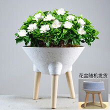 自然空间 ZRKONJN 枝枝花盆栽四季室内客厅办公开花植物好养易活浓香型绿植花卉居家桌面盆景 三均大盆栀子花