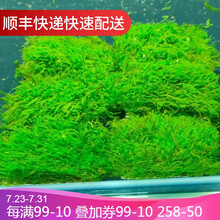 鱼官儿 莫斯水草活体大三角莫丝水族箱鱼缸造景套餐沉木莫斯树真水草 玫瑰莫斯1片（5×5cm）