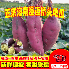 娇瑰 精选品质 海南澄迈沙地桥头富硒地瓜新鲜红薯农家桥沙板栗薯番薯10斤【坏果包赔】 9斤 中果