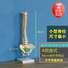 人体模型   脊柱骨盤股関節  脊柱模型　83cm