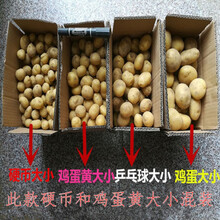 2021年新鲜土豆 本地农家自种蔬菜马铃薯洋芋黄心小土豆5斤 5斤混选黄心土豆【小果】