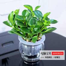 蟹爪兰水培植物办公室绿植花卉盆栽鲜花观叶植物室内净化空气植物 大号加厚玻璃盆电脑 带盆栽好