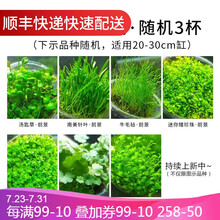 鱼官儿 大三角莫丝 火焰莫斯 水藻球鱼缸造景 水族箱装饰  水草活体植物 随机水草3杯（不仅限图示品种，随机发货不指定）
