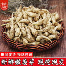 子姜嫩姜芽新鲜3/5/10斤泡菜仔姜小嫩姜牙山东生姜现挖红芽 3斤姜芽(精选装)