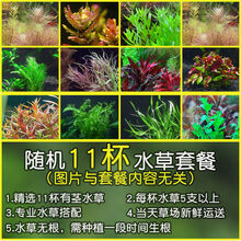 [店铺推荐]鱼缸造景懒人水草活体淡水植物水族箱中后景有茎水草绿菊套餐 随机11杯水草套餐