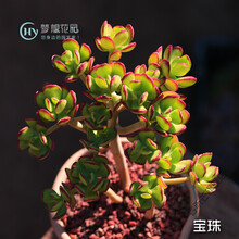 七夕情人节礼物蒂亚多肉植物大株老桩石莲花大号巨型肉含盆栽颗 达摩宝珠[大株老桩群生多头] 不含盆