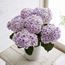 红豆园艺绣球花苗盆栽大花绣球八仙花盆栽当年开花易养活耐寒室内庭院阳台观花绿植盆栽老桩苗大花型 夏洛特公主（适合阳台 矮株型）